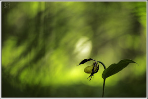 Cypripedium calceolus