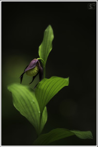 Cypripedium calceolus