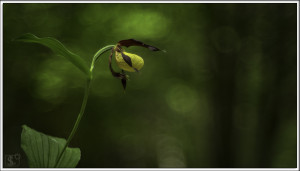 Cypripedium calceolus